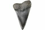 Fossil Broad-Toothed Mako Tooth - South Carolina #204771-1